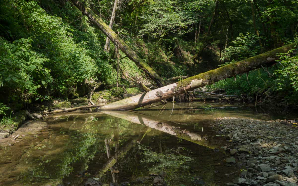  Fallen Trees