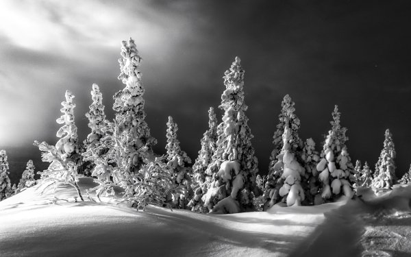 Photography Black & White Winter Snow Tree HD Wallpaper | Background Image