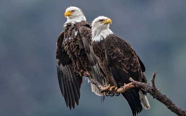 Animal Bald Eagle Birds Eagles Bird Bird Of Prey HD Wallpaper | Background Image