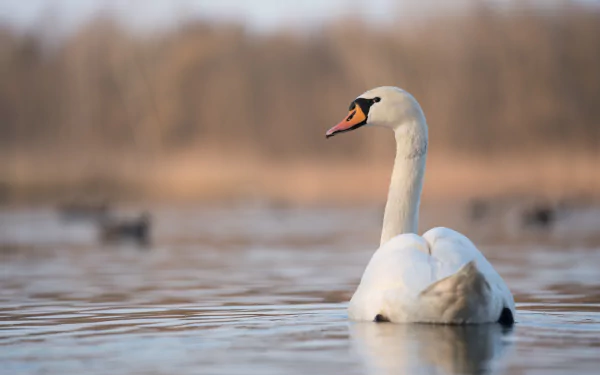 bird Animal mute swan HD Desktop Wallpaper | Background Image