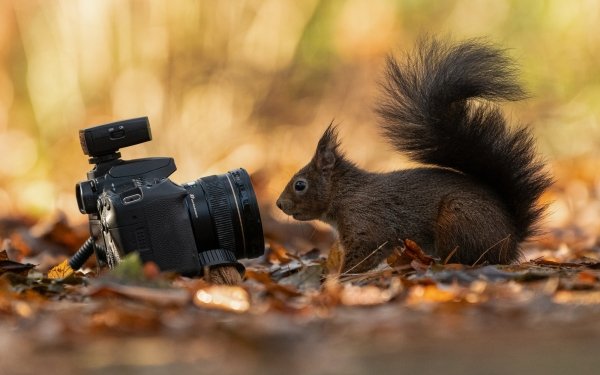 Animal Squirrel Rodent Camera HD Wallpaper | Background Image