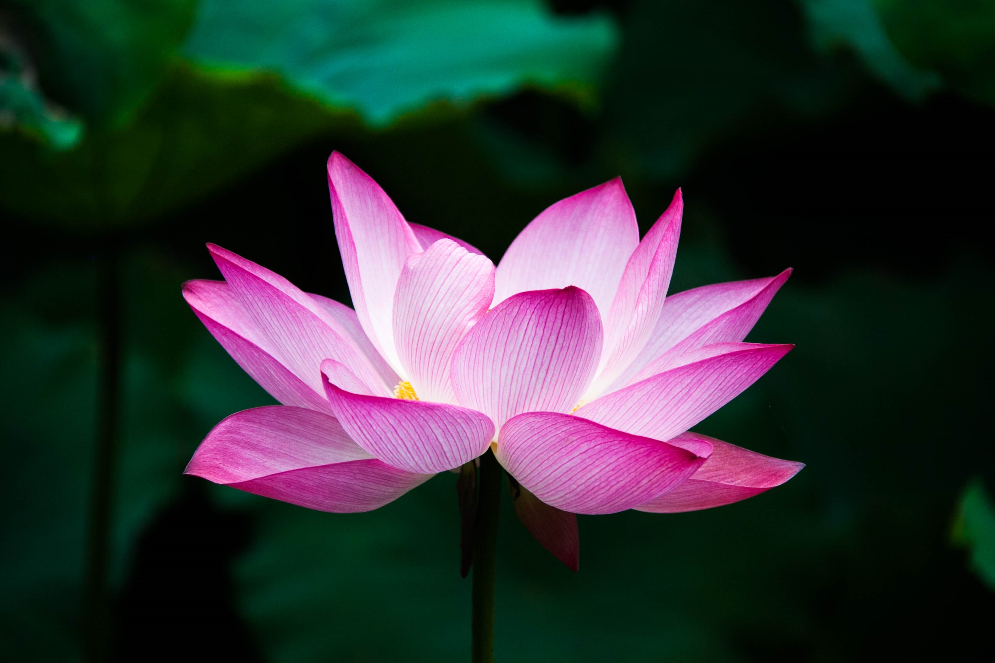 Download Pink Flower Nature Lotus Hd Wallpaper 9008