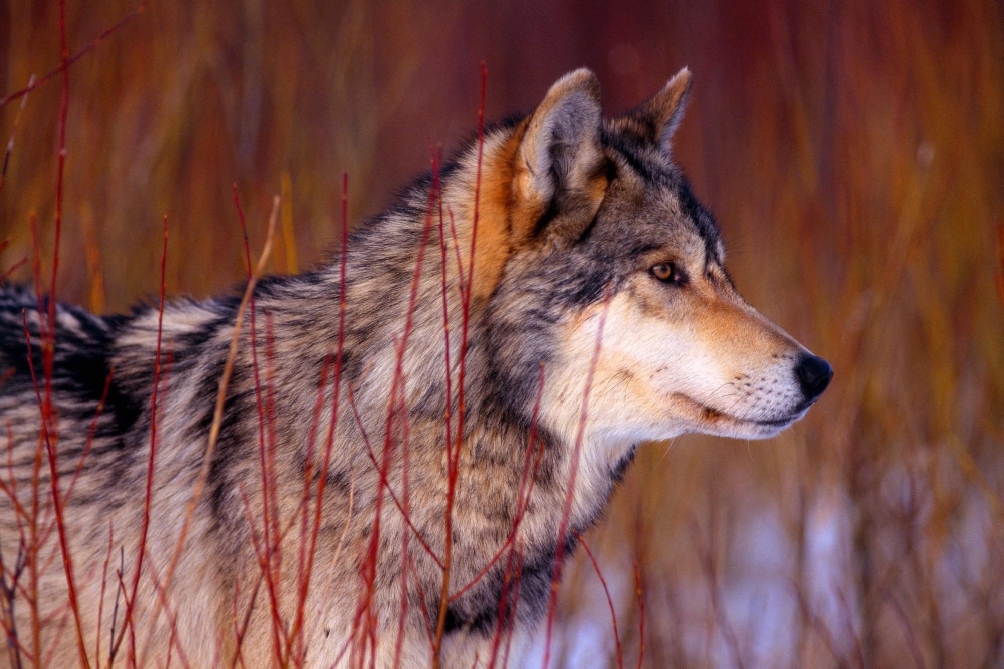 Animal Wolf Wallpaper