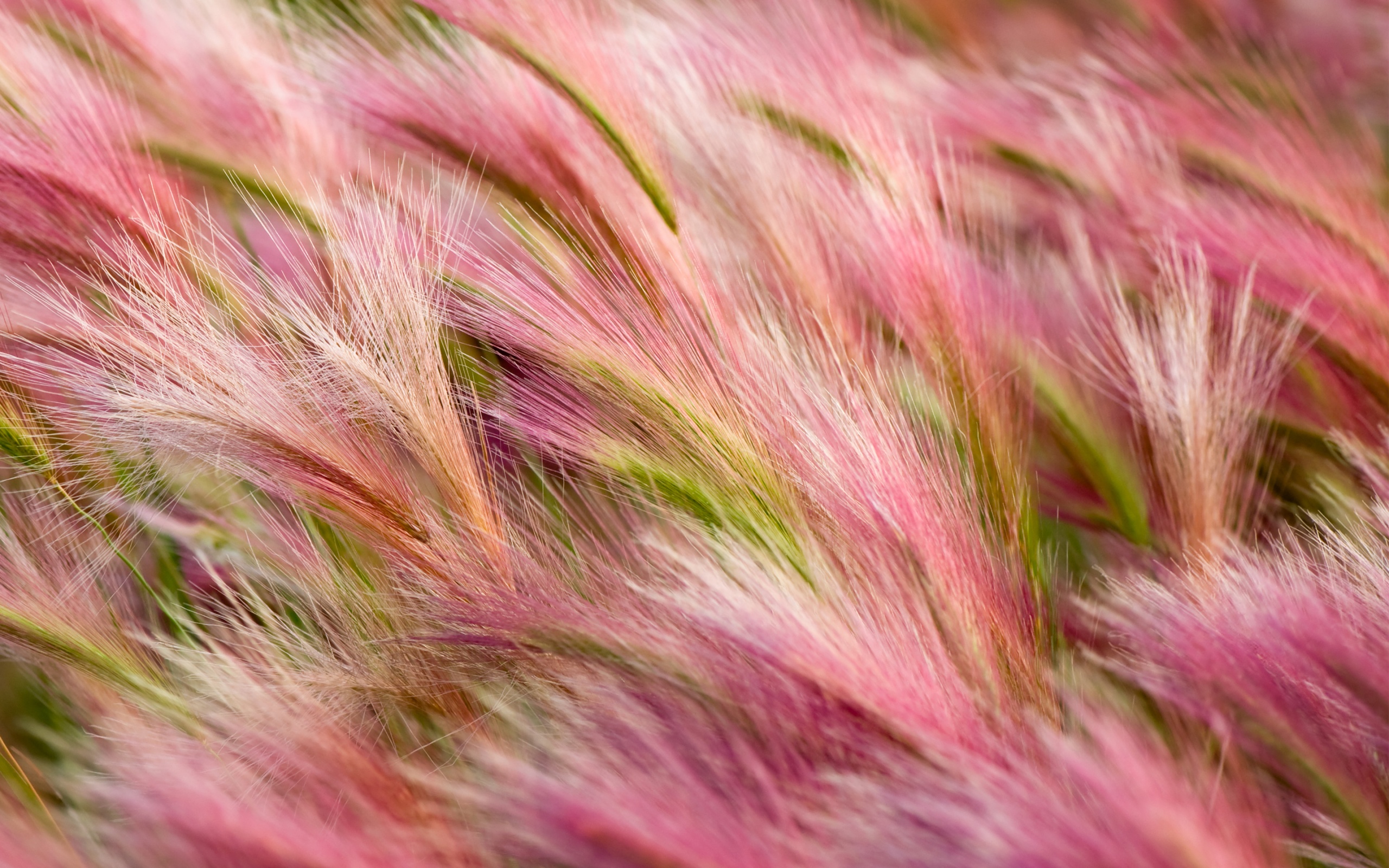 Foxtail Barley Field