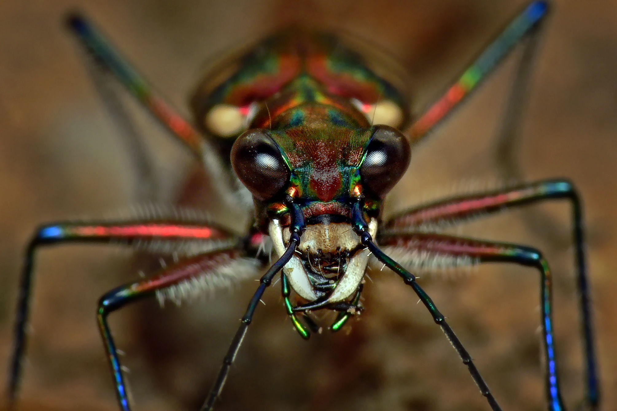 A stunning close-up of a colorful insect.