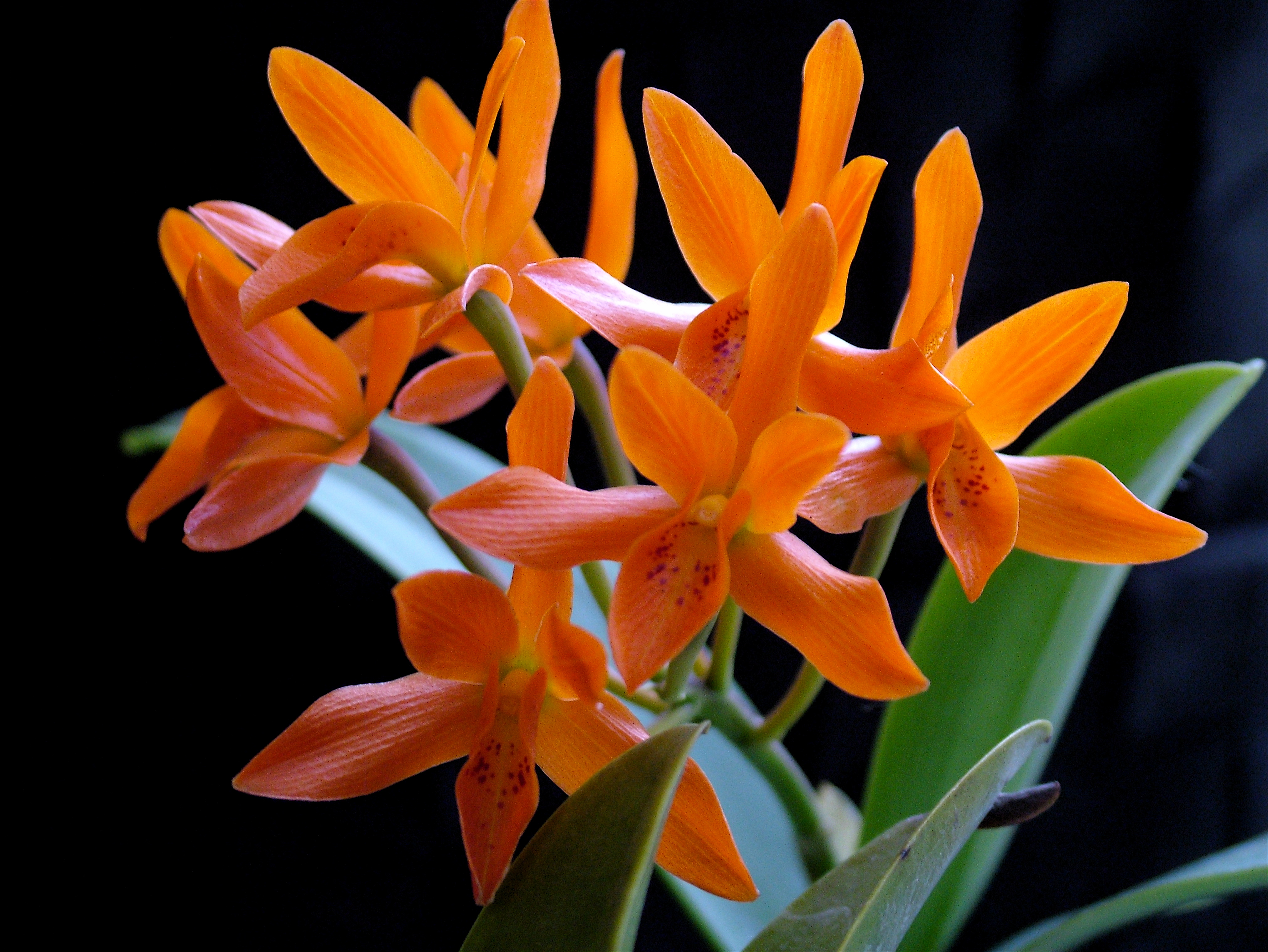 Vibrant orange orchid flower in a natural setting