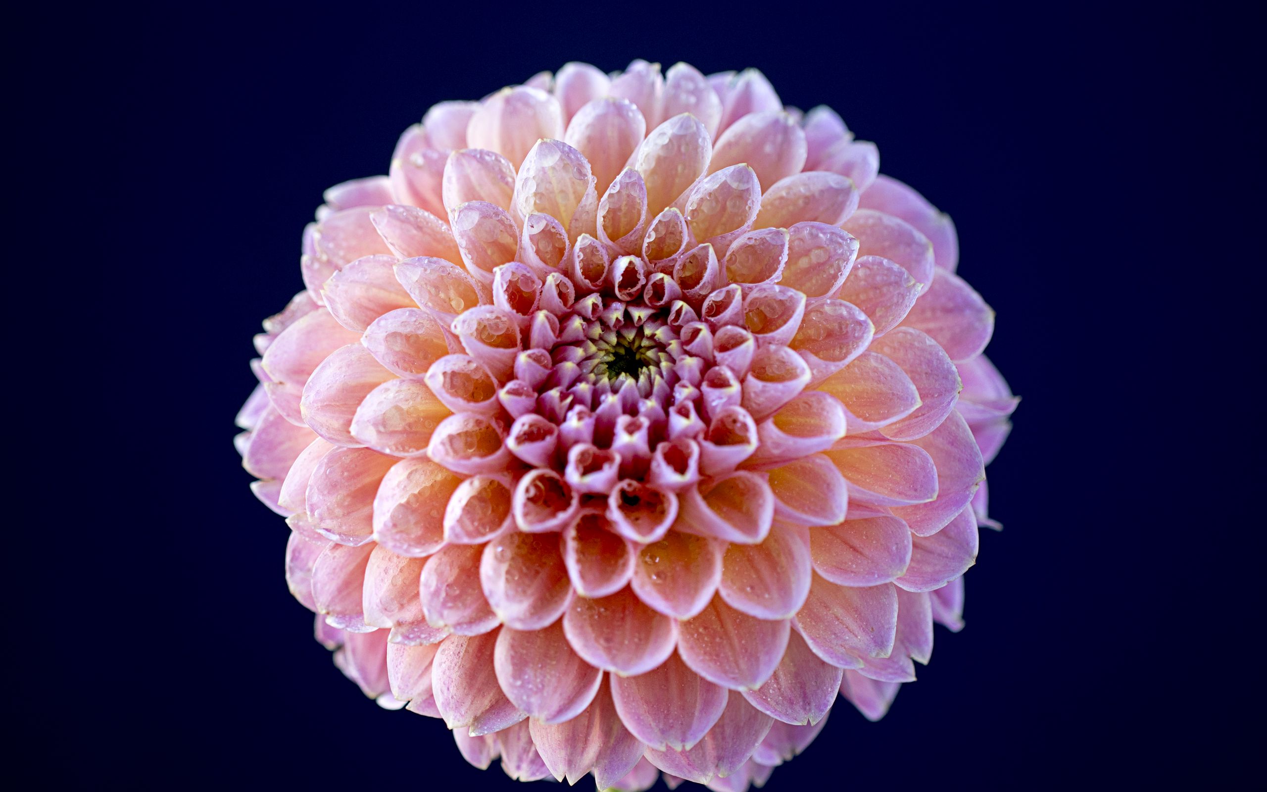 Dahlia  Beautiful Flower Wallpaper Download  MobCup