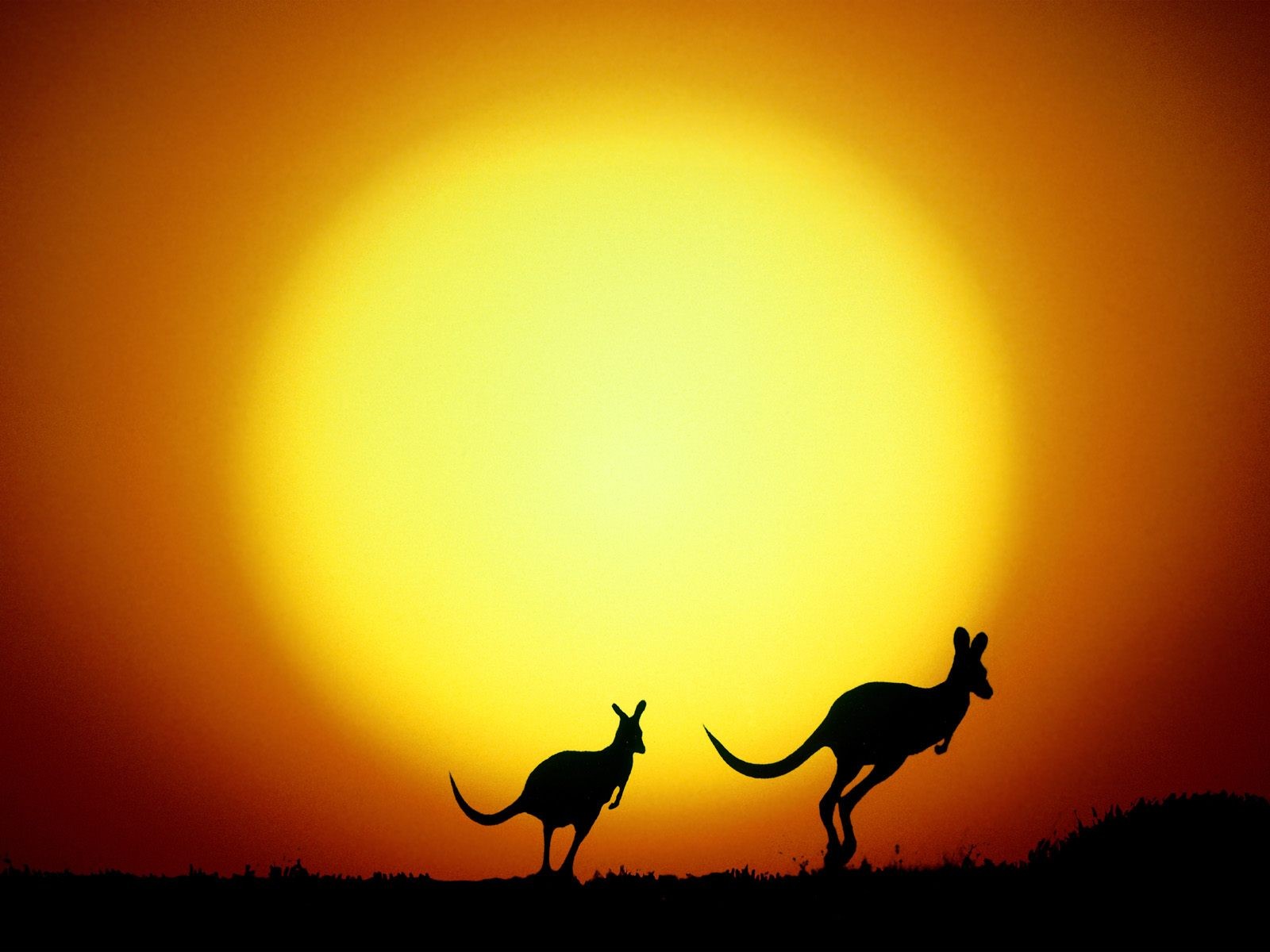 Kangaroo silhouette against a scenic background