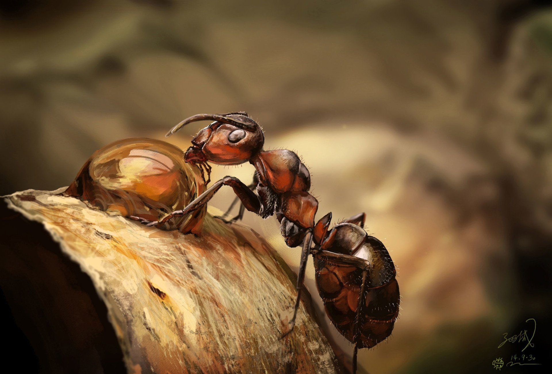 Ant HD Wallpaper by Eli Fabien