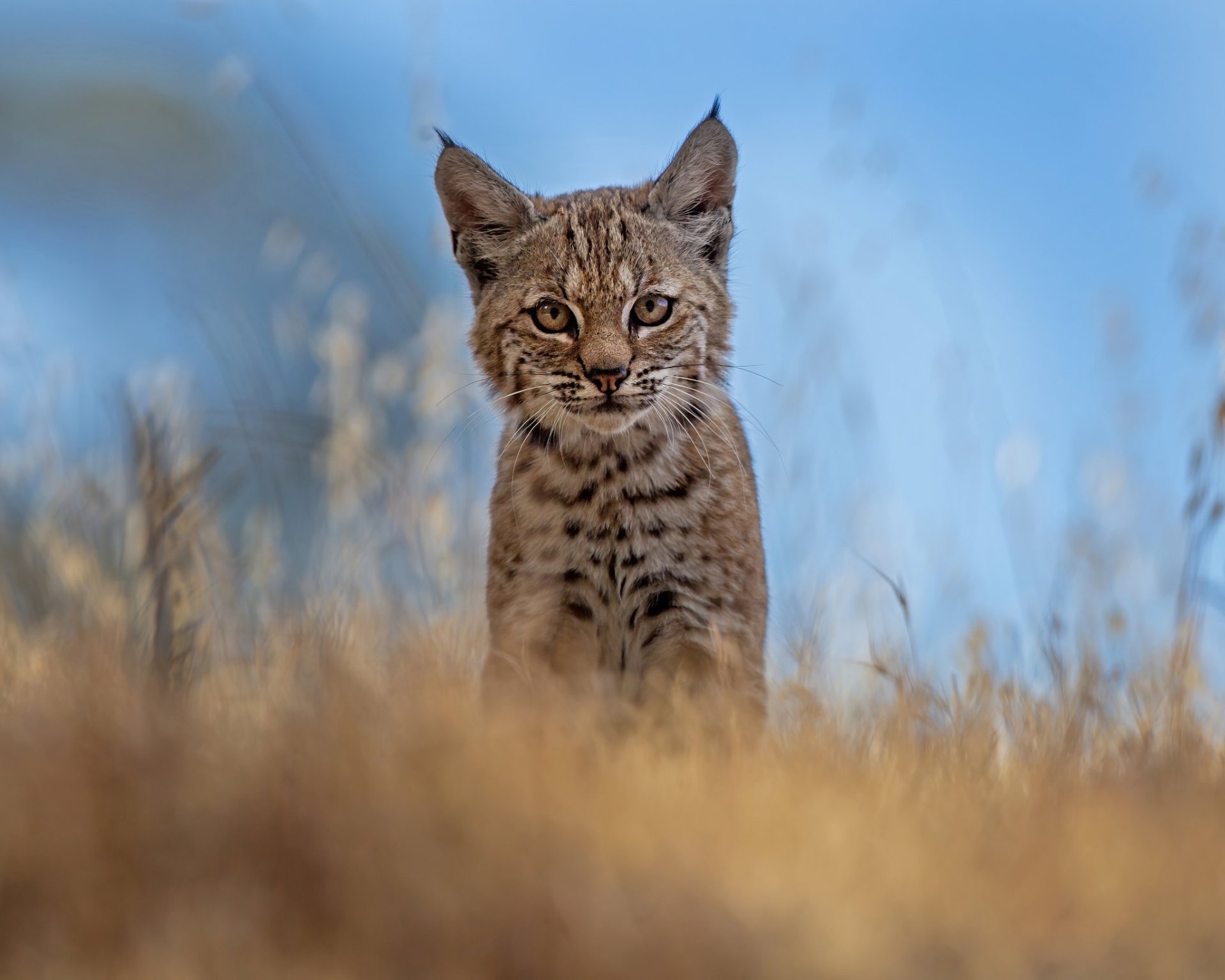 HD desktop wallpaper featuring a lynx standing alert among tall grass with a clear blue sky background.