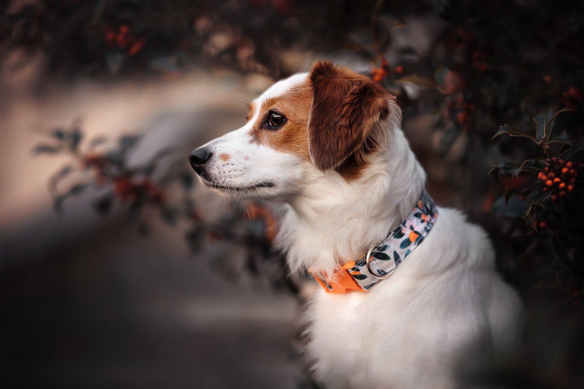 Download Animal Dog HD Wallpaper | 2048x1365 | Wallpaper Abyss
