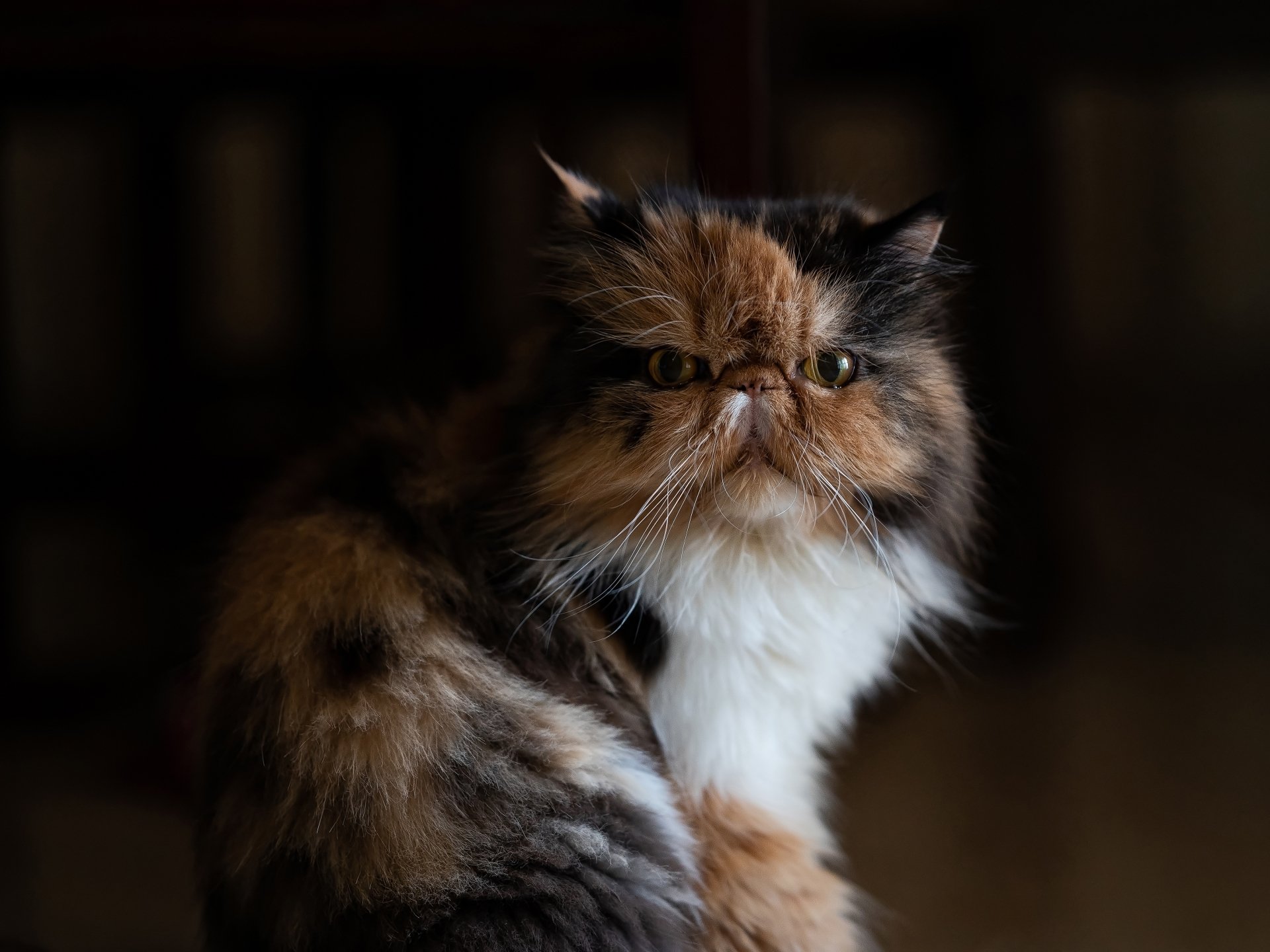 Close-up of a Persian cat with a fluffy coat and expressive face, captured in stunning 4K Ultra HD quality for a PC desktop wallpaper.