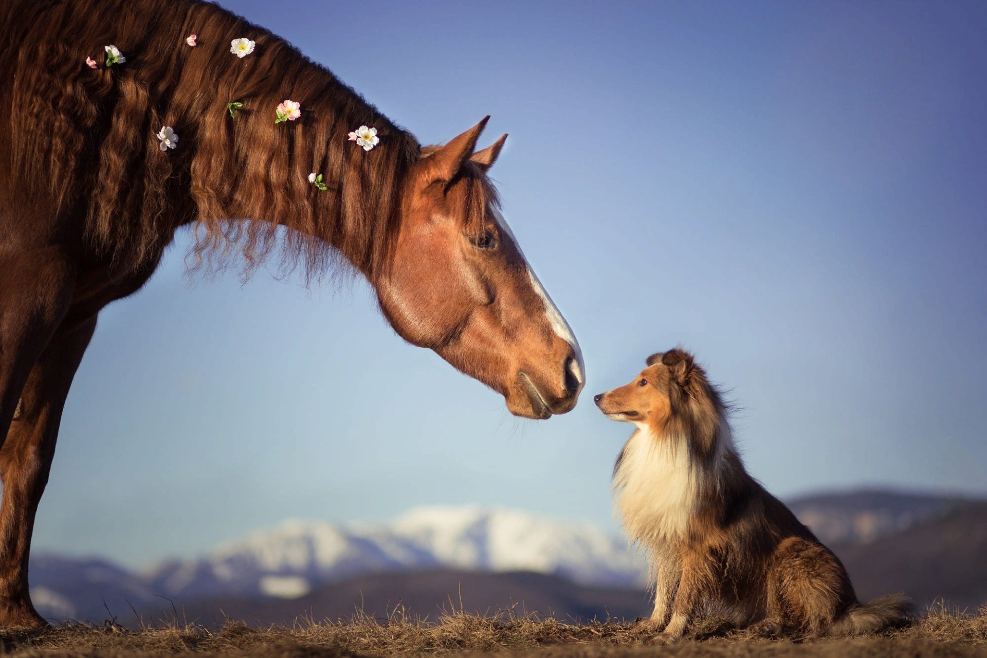 HD PC desktop wallpaper of a horse and a Shetland Sheepdog (dog, Animal) facing each other in a mountain field under a clear blue sky
