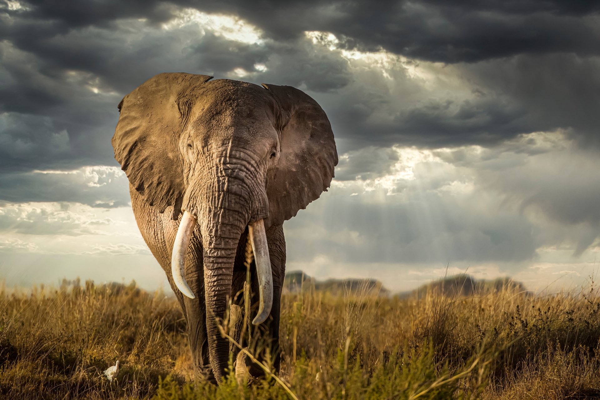 4K Ultra HD PC desktop wallpaper of an African bush elephant walking through tall grass under dramatic storm clouds.