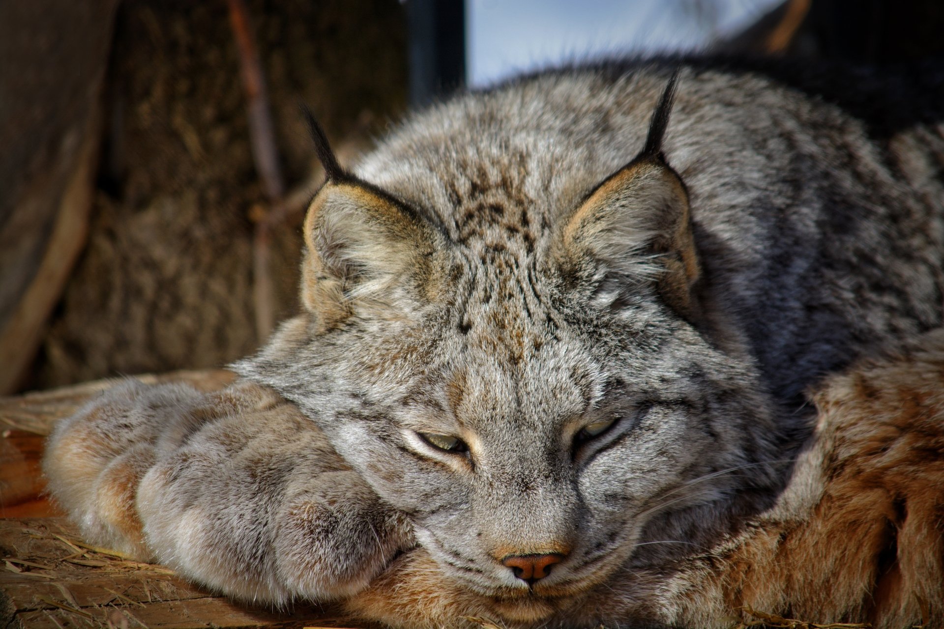 Download Animal Lynx 4k Ultra HD Wallpaper