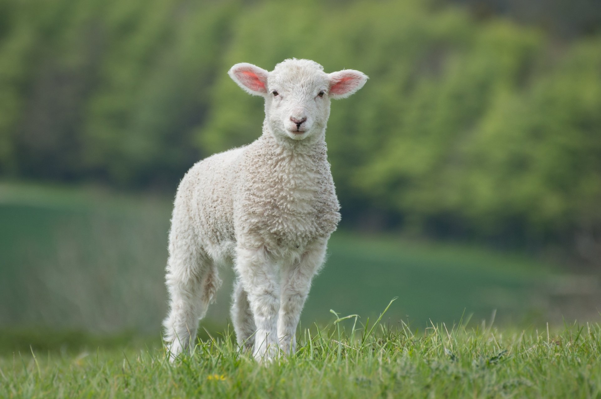 Download Baby Animal Lamb Animal Sheep HD Wallpaper