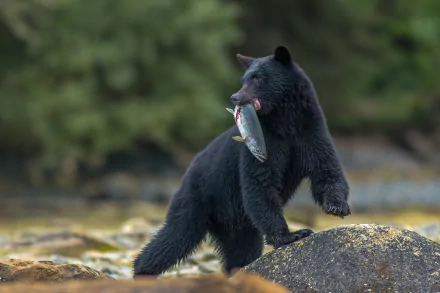 Black Bear With a Fish