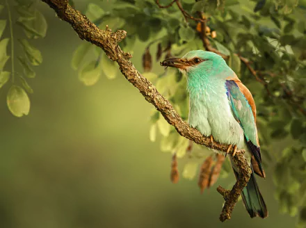 A vibrant roller bird perched on a tree branch, captured in sharp detail against a blurred natural green background, featured as an HD PC desktop wallpaper.