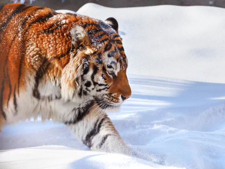 HD PC desktop wallpaper: tiger in winter, a majestic animal prowling through deep snow, vibrant orange coat against a crisp white background.