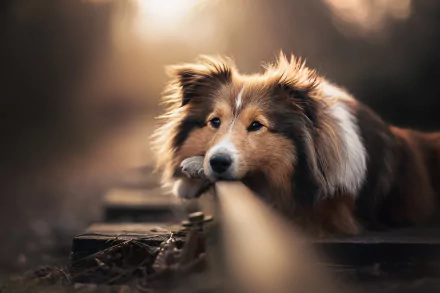 scottish shepherd Animal HD Desktop Wallpaper | Background Image