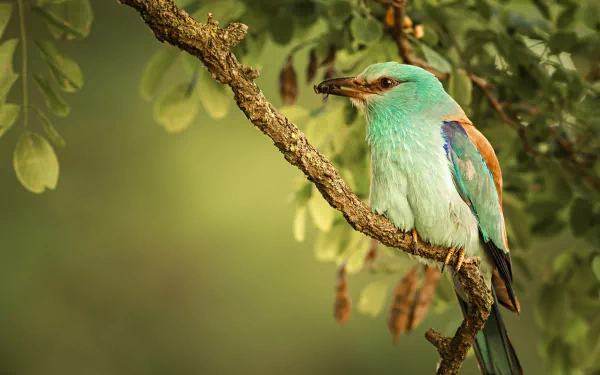 bird Animal roller HD Desktop Wallpaper | Background Image