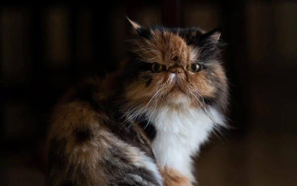 cat Animal persian cat HD Desktop Wallpaper | Background Image