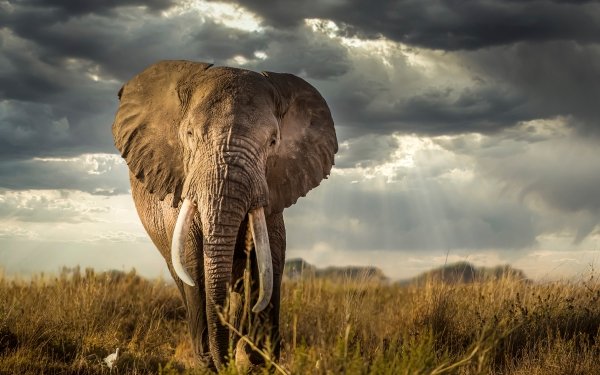 Animal African bush elephant Elephants HD Wallpaper | Background Image