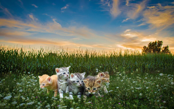 HD PC desktop wallpaper featuring a group of adorable baby kittens exploring a meadow under a vibrant sky, enhanced with Photoshop for a vivid, natural look.