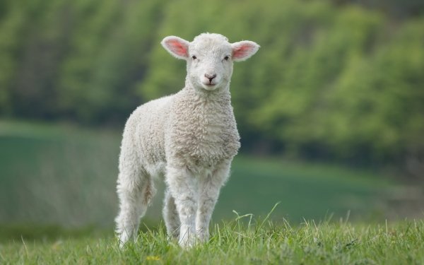 Animal Sheep Lamb Baby Animal HD Wallpaper | Background Image