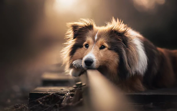 scottish shepherd Animal HD Desktop Wallpaper | Background Image