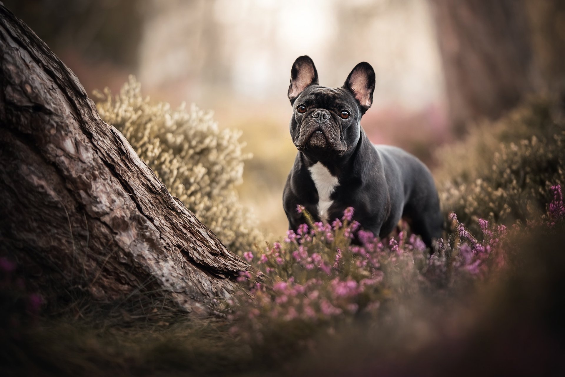 HD PC desktop wallpaper: French bulldog standing among purple heather by a tree in a soft-focus woodland, a small dog (animal)
