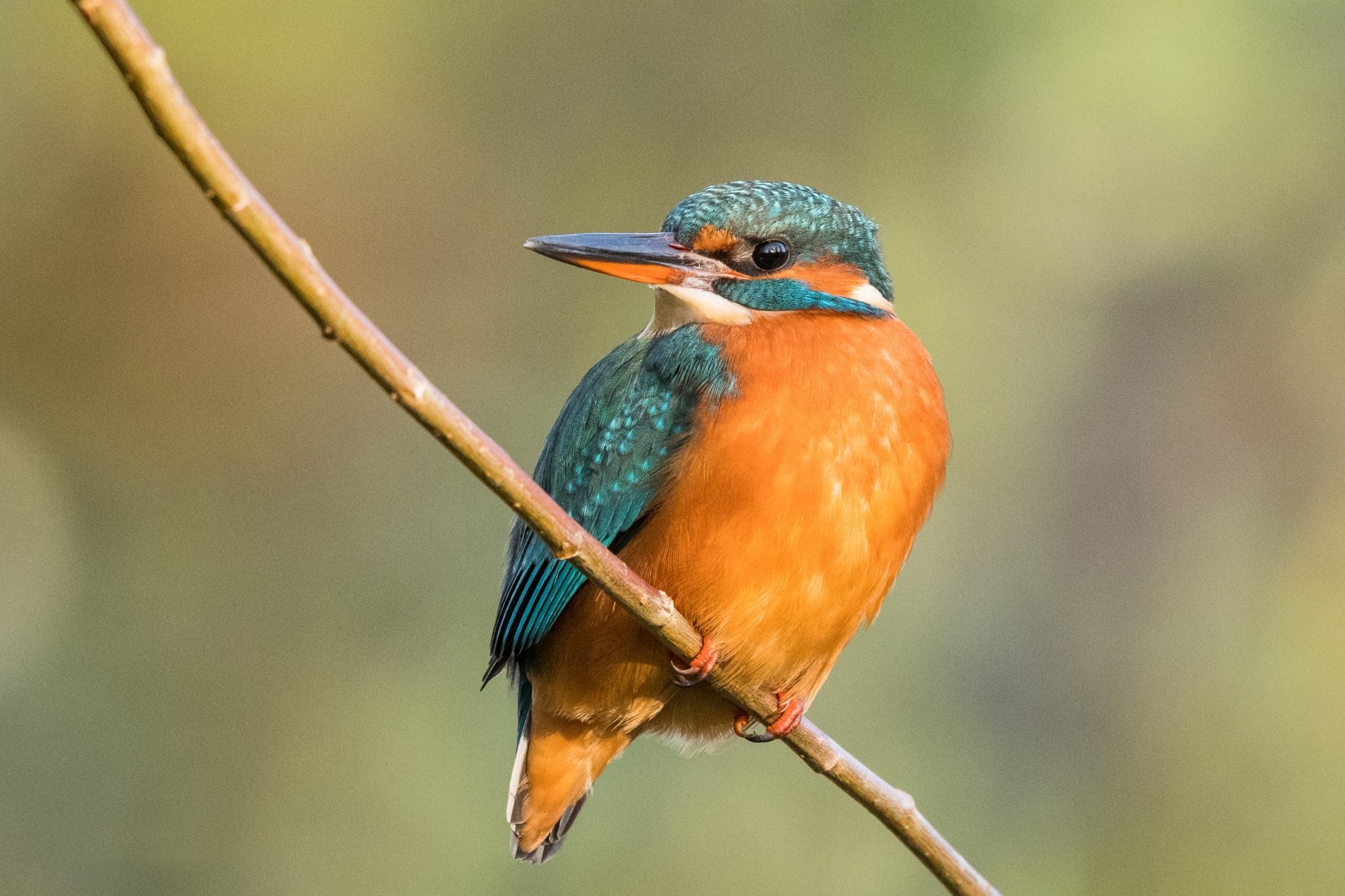 HD desktop wallpaper featuring a vibrant common kingfisher bird perched on a slender branch against a soft, blurred natural background.