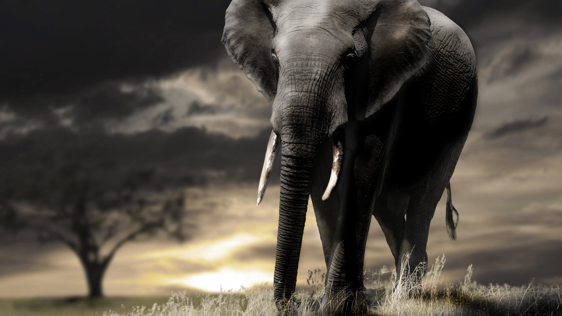 Download Animal African Bush Elephant 4k Ultra HD Wallpaper