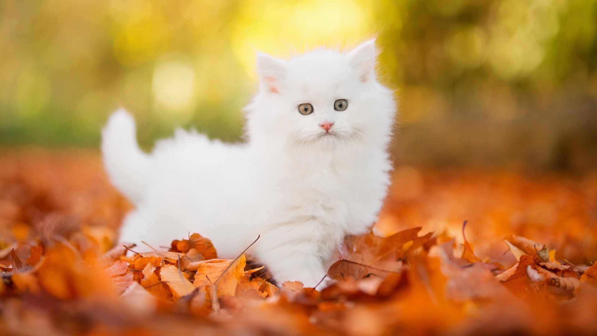 A fluffy white kitten stands among orange autumn leaves with a blurred golden background, captured in stunning 4K Ultra HD for a vibrant PC desktop wallpaper.