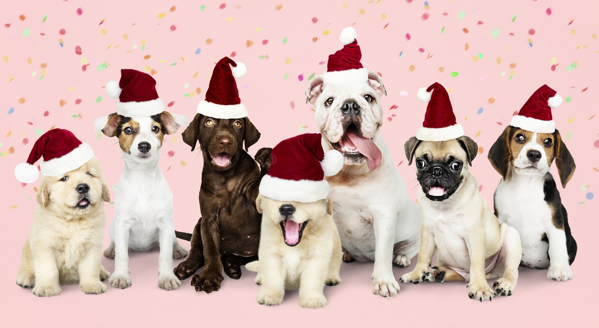Download Santa Hat Animal Dog 4k Ultra HD Wallpaper