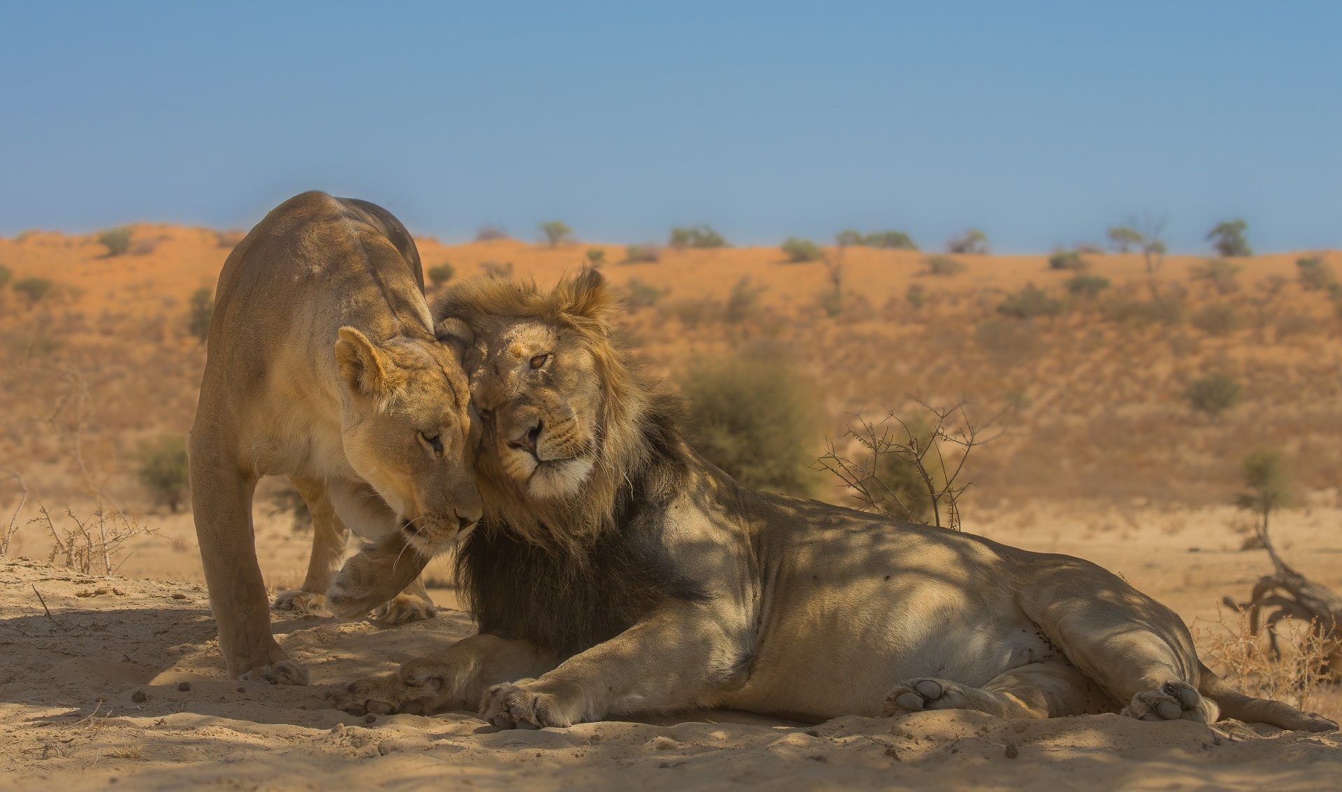 HD desktop wallpaper featuring a lion and lioness sharing a tender moment in a sunlit desert landscape.