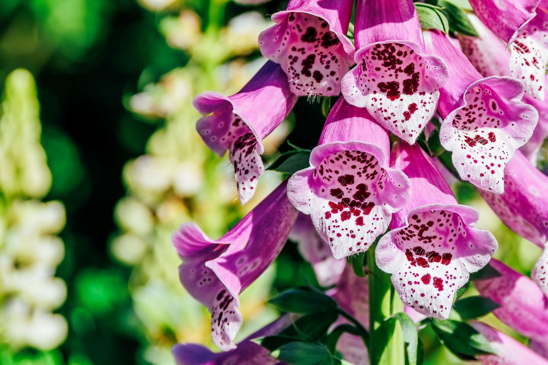 Download Foxgloves Nature Flower HD Wallpaper