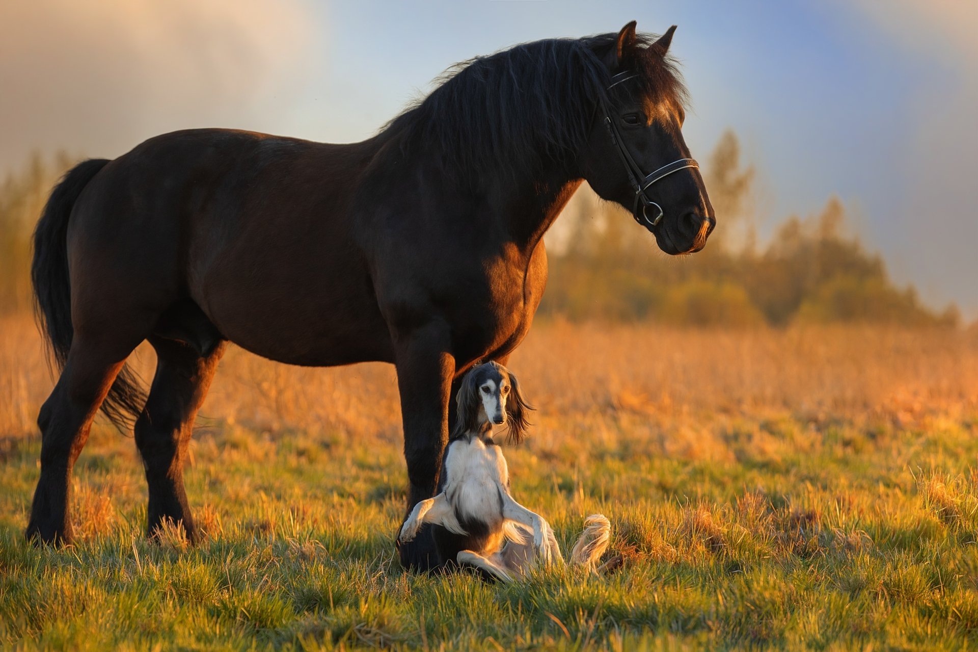 Download Saluki Dog Animal Horse HD Wallpaper by Svetlana Pisareva