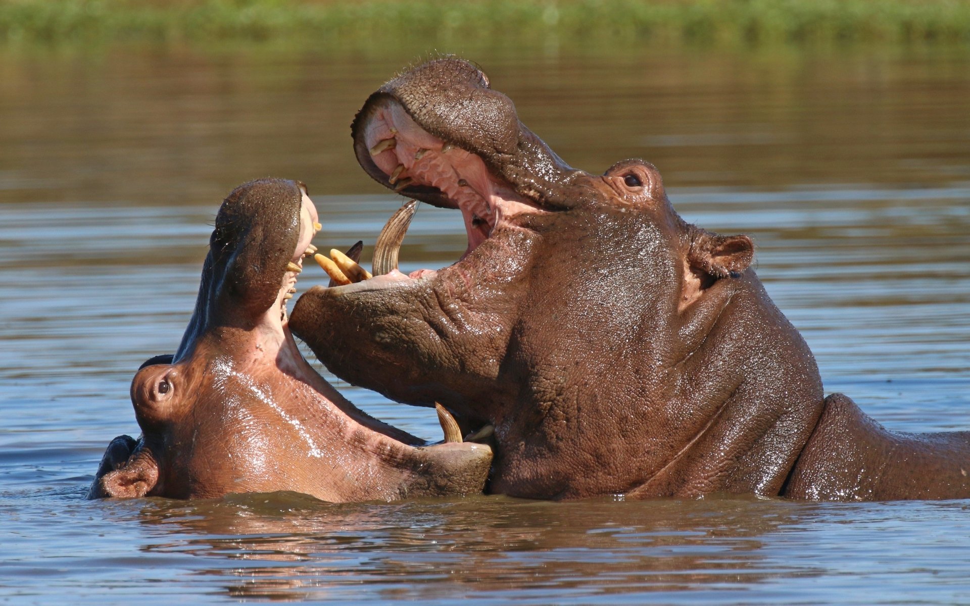Download Animal Hippo HD Wallpaper