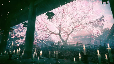 HD anime desktop wallpaper depicting a serene spring scene with cherry blossoms (sakura) in full bloom, lanterns hanging, and lit candles, reflecting the beauty of nature.