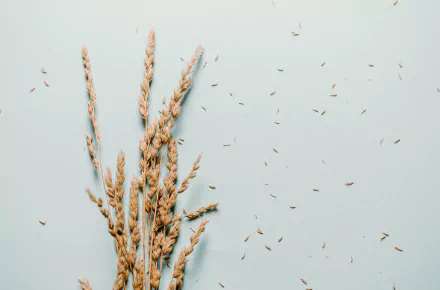  Small Bundle Of Wheat On A Grey Background