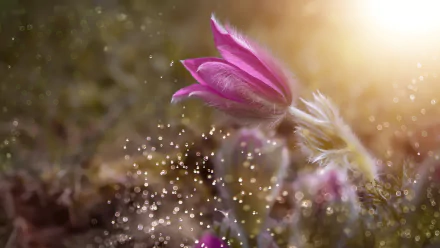 nature anemone HD Desktop Wallpaper | Background Image