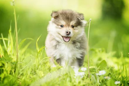 finnish lapphund dog Animal puppy HD Desktop Wallpaper | Background Image