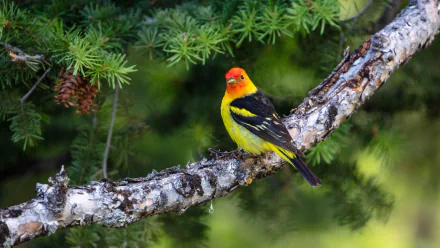  Western Tanager (piranga ludoviciana)