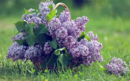  Basket of Lilacs