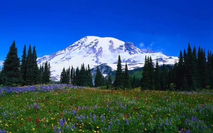 A stunning HD desktop wallpaper featuring a snow-capped mountain, lush green pine trees, and a vibrant field of wildflowers under a clear blue sky.