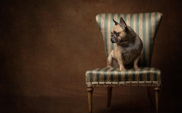 Animal French Bulldog Dogs Dog Chair HD Wallpaper | Background Image