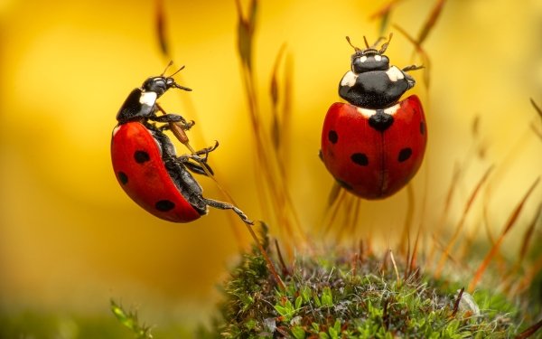 Animal Ladybug Macro Insect HD Wallpaper | Background Image