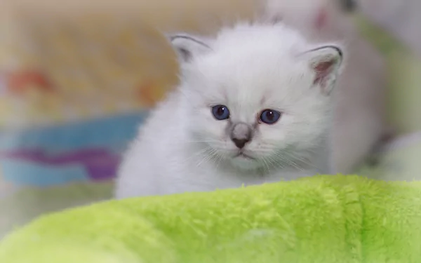 HD desktop wallpaper featuring a close-up of a fluffy white Ragdoll kitten with blue eyes resting on a soft green surface.