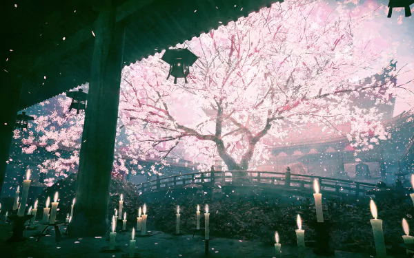 HD anime desktop wallpaper depicting a serene spring scene with cherry blossoms (sakura) in full bloom, lanterns hanging, and lit candles, reflecting the beauty of nature.
